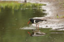 06-6855 Oystercatcher (Haematopus ostralegus) Feeding, Low Barns Nature Reserve, County Durham